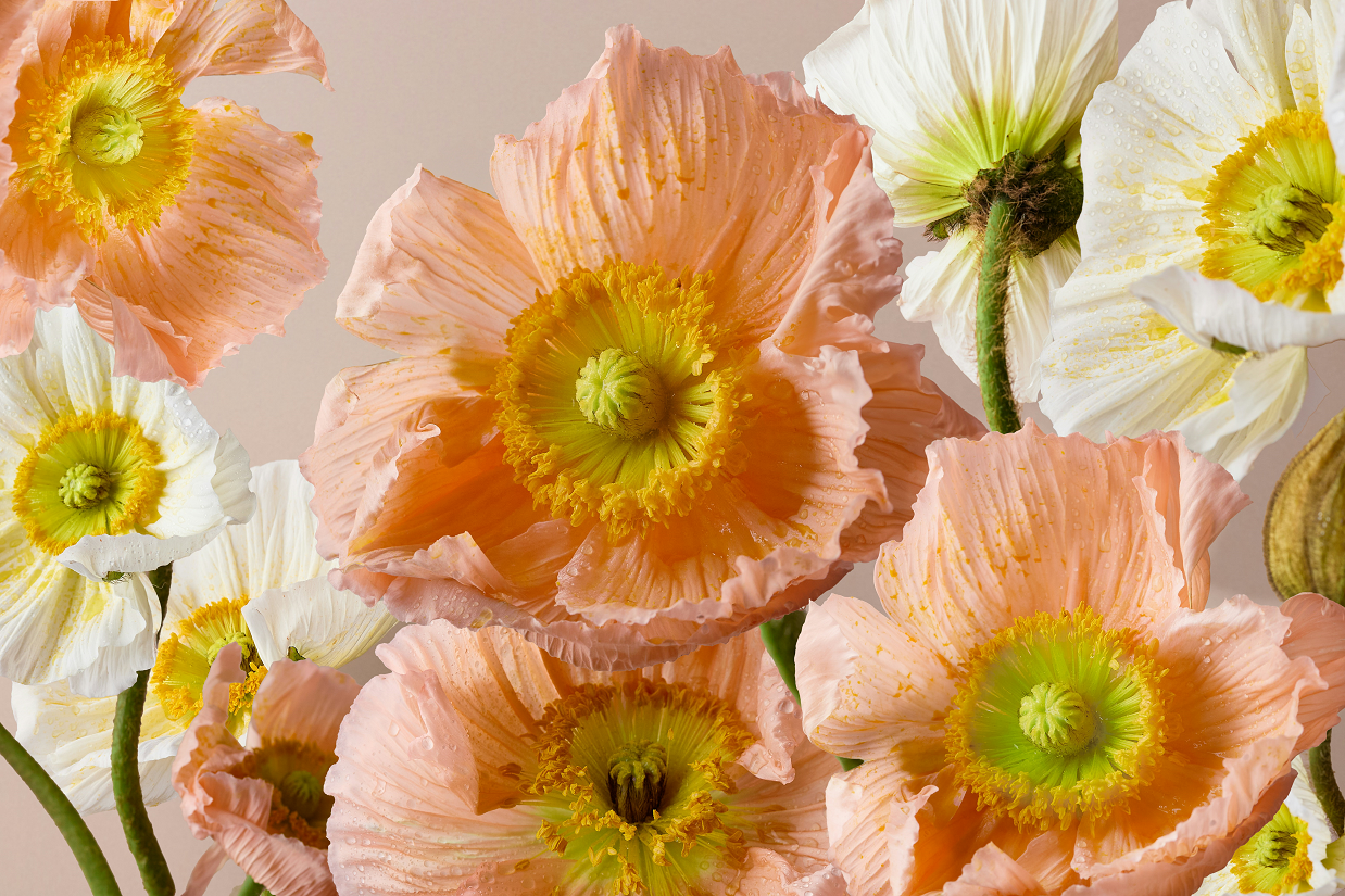 Pink flowers
